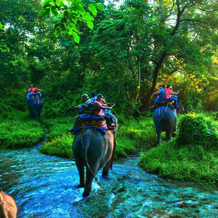 Jungle Safari at Jaldapara National Park
