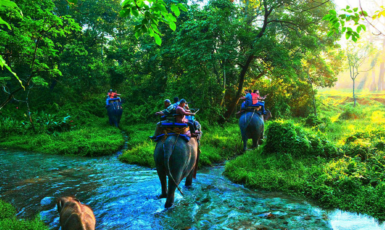 Jungle Safari at Jaldapara National Park