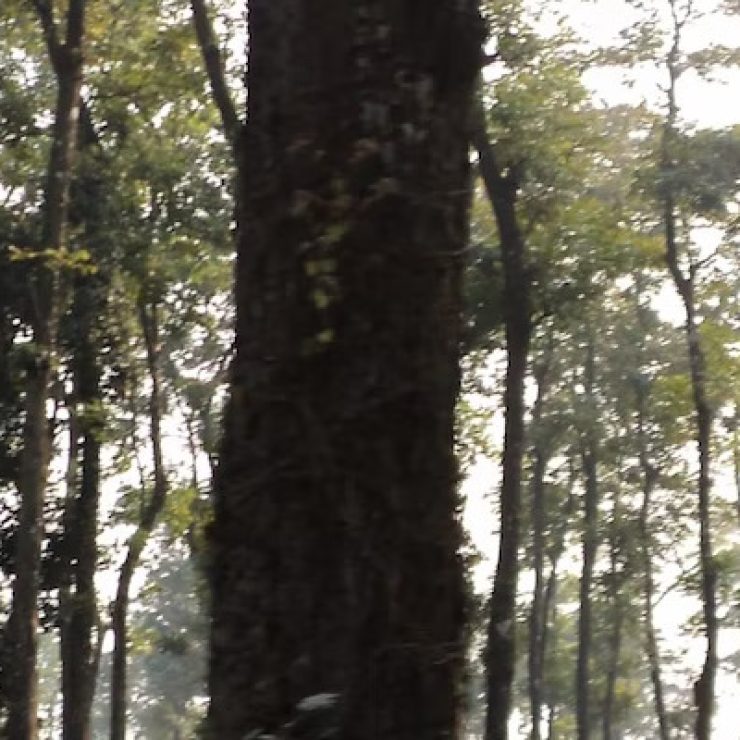 Jaldapara National Park: All you need to know about the Wildlife Safaris